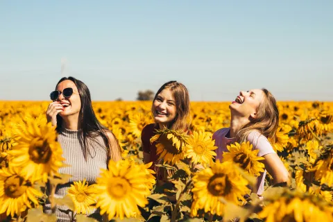 Three young women smiling and laughing in a vibrant sunflower field under a clear blue sky.
